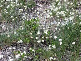 Attēlu rezultāti vaicājumam “Arenaria procera”