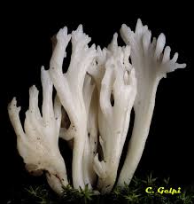 Attēlu rezultāti vaicājumam “Clavulina rugosa”