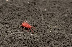 Attēlu rezultāti vaicājumam “Bryobia praetiosa”