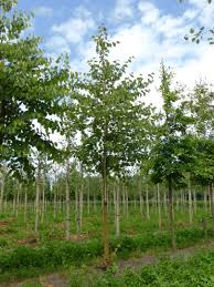 Attēlu rezultāti vaicājumam “Cercis siliquastrum”