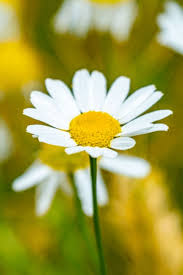 Attēlu rezultāti vaicājumam “Matricaria chamomilla flower”