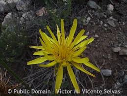 Attēlu rezultāti vaicājumam “Scapania mucronata”