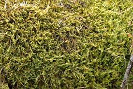 Attēlu rezultāti vaicājumam “Hypnum jutlandicum”