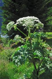 Image result for Heracleum sphondylium