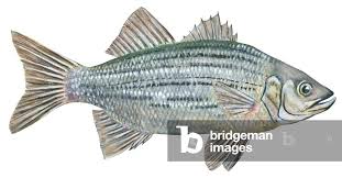 Image result for Morone chrysops