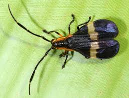 Attēlu rezultāti vaicājumam “Lycogala convexum macro”