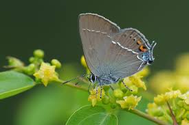Attēlu rezultāti vaicājumam “Satyrium pruni underside”