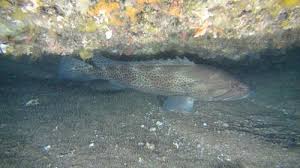 Image result for Epinephelus andersoni