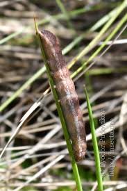 Attēlu rezultāti vaicājumam “Agrochola helvola”