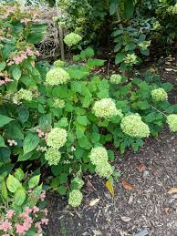 Attēlu rezultāti vaicājumam “Hydrangea arborescens subsp. discolor flower”