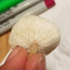 Attēlu rezultāti vaicājumam “Mycena zephirus”