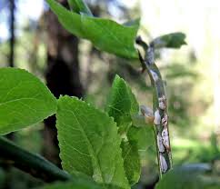Attēlu rezultāti vaicājumam “Chionaspis salicis”