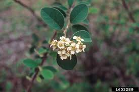 Attēlu rezultāti vaicājumam “Cotoneaster multiflorus fruit”