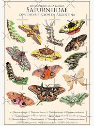 Attēlu rezultāti vaicājumam “Saturniidae”