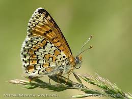 Attēlu rezultāti vaicājumam “Melitaea cinxia”