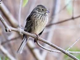 Image result for Emberiza fucata