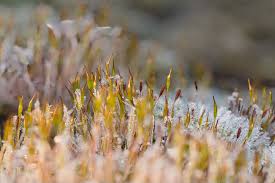 Attēlu rezultāti vaicājumam “Barbilophozia lycopodioides macro”