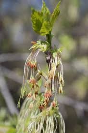 Attēlu rezultāti vaicājumam “Acer negundo male flower”