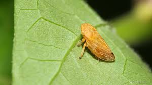 Attēlu rezultāti vaicājumam “Aphrophoridae”