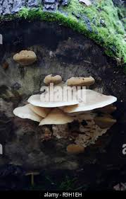 Attēlu rezultāti vaicājumam “Hypsizygus ulmarius”