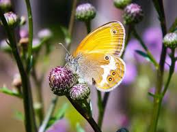 Attēlu rezultāti vaicājumam “Coenonympha arcania”