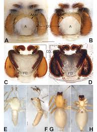 Attēlu rezultāti vaicājumam “Cheiracanthium sp. male”