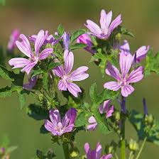 Image result for Malva sylvestris