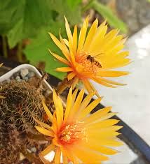 Attēlu rezultāti vaicājumam “Diderma testaceum sessile”