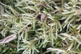 Attēlu rezultāti vaicājumam “Pleurocarpous mosses sporophyte”