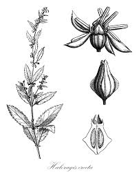 Attēlu rezultāti vaicājumam “Haloragaceae”
