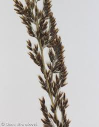 Attēlu rezultāti vaicājumam “Calamagrostis stricta”