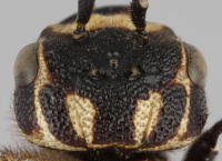 Attēlu rezultāti vaicājumam “Caenolyda reticulata”