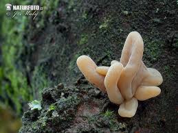 Attēlu rezultāti vaicājumam “Macrotyphula fistulosa var. contorta”