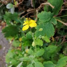 Image result for Chelidonium majus