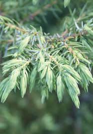 Attēlu rezultāti vaicājumam “Juniperus communis”