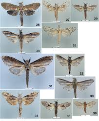 Attēlu rezultāti vaicājumam “Cossidae”