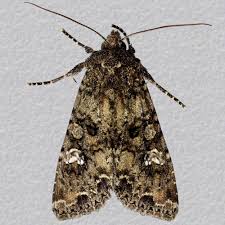 Attēlu rezultāti vaicājumam “Mamestra brassicae exuvia”