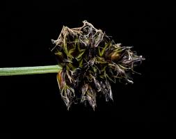 Attēlu rezultāti vaicājumam “Carex globularis flower”