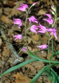 Attēlu rezultāti vaicājumam “Cephalanthera rubra leaf”
