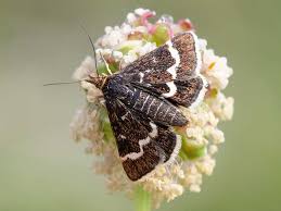 Attēlu rezultāti vaicājumam “Pyrausta cingulata”