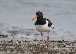 Attēlu rezultāti vaicājumam “Haematopus ostralegus”
