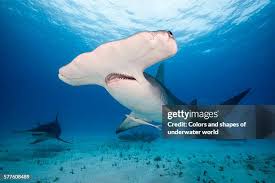 Image result for Sphyrna mokarran