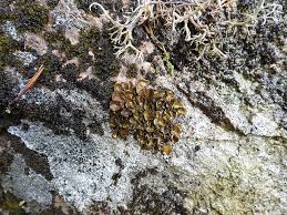 Attēlu rezultāti vaicājumam “Dermatocarpon luridum”