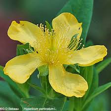 Attēlu rezultāti vaicājumam “Hypericum perforatum flower”