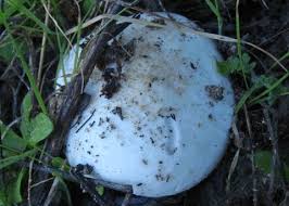 Attēlu rezultāti vaicājumam “Lepista sp.”