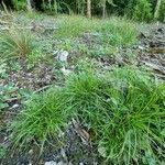 Attēlu rezultāti vaicājumam “Carex pilulifera”