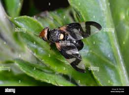 Attēlu rezultāti vaicājumam “Urophora cardui”