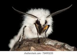 Attēlu rezultāti vaicājumam “Spilosoma sp.”