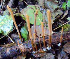 Attēlu rezultāti vaicājumam “Macrotyphula fistulosa var. contorta”