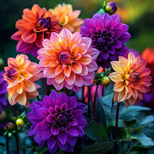 Image result for Dahlia x pinnata `Decorative Giants`